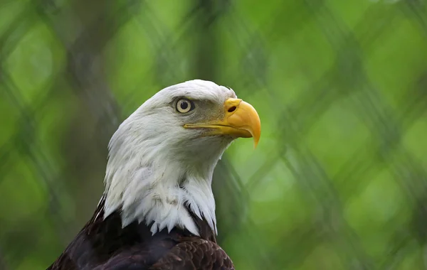 Bald Eagle head - West Virginia State Wildlife Center