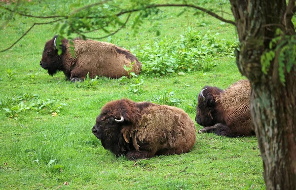 Buffalo Rebanho Descansando West Virginia State Wildlife Center — Fotografia de Stock