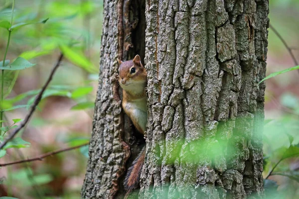 Chipmunk Hiding Tree West Virginia State Wildlife Center — Stock Photo, Image