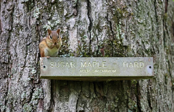 Tree Name Plate Chipmunk West Virginia State Wildlife Center — Stock Photo, Image