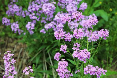 Vahşi Phlox çiçekleri - Batı Virginia