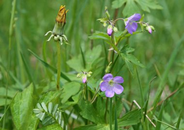 Vahşi sardunya çiçekleri - Batı Virginia
