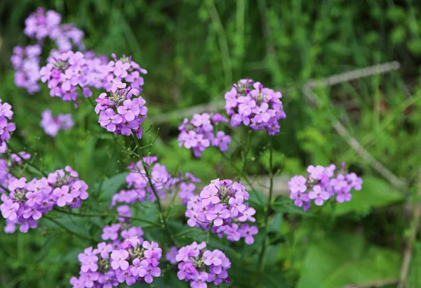 Fleurs Lilas Phlox Virginie Occidentale — Photo