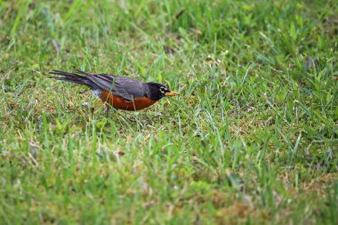 Amerika Robin profilinde - Batı Virginia Vahşi Yaşam Merkezi