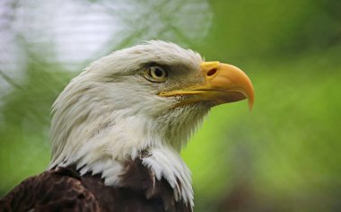 Kel kartal kafası, Batı Virginia Vahşi Yaşam Merkezi 'ne yakın.
