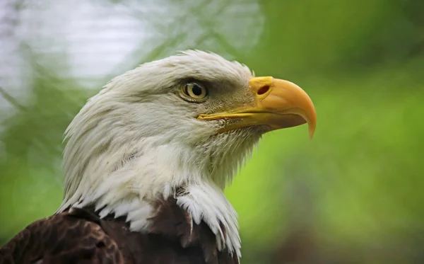 Bald eagle head close up - West Virginia State Wildlife Center