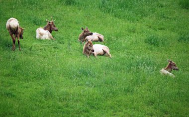 Yeşil çimlerde geyik sürüsü - Batı Virginia Eyalet Vahşi Yaşam Merkezi