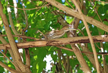 Yeşil Balıkçıl - Bahamalar