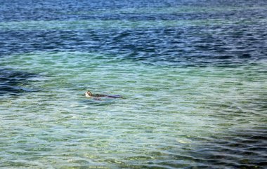 Yeşil kaplumbağa nefes alıyor - Bahamalar