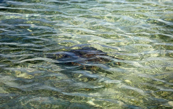 Zielony Żółw Wodzie Bahamy — Zdjęcie stockowe