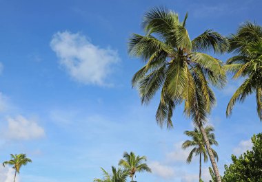 Mavi gökyüzünde palmiye ağaçları - Yeni Providence, Bahamalar
