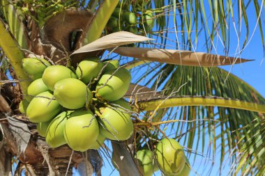 Hindistan Cevizleri - Yeni Providence, Bahamalar