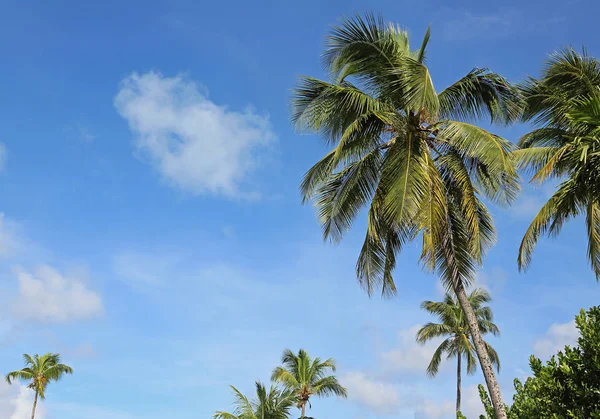 青い空のヤシの木 New Providence Bahama — ストック写真