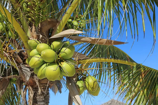 Palmera Con Cocos Nueva Providencia Bahamas —  Fotos de Stock