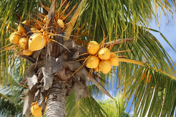 Cocos Amarillos Nueva Providencia Bahamas —  Fotos de Stock