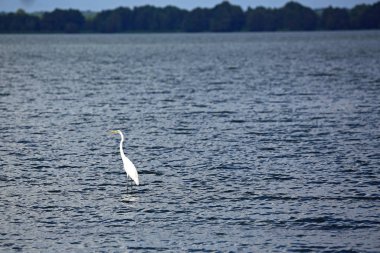 Reelfoot Gölü 'ndeki Sowy Akbalıkçıl - Reelfoot Gölü Eyalet Parkı, Tennessee