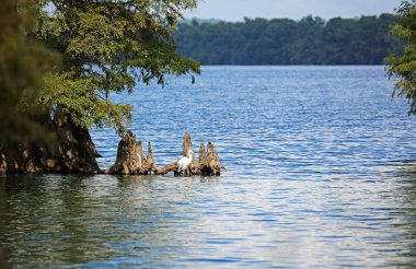 Karlı balıkçıl ve selvi ağacı - Reelfoot Gölü Eyalet Parkı, Tennessee
