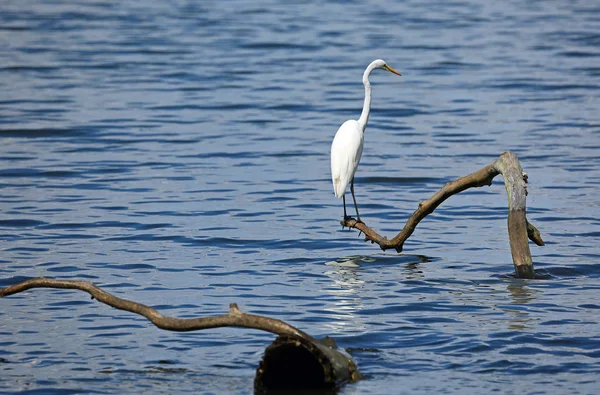Snowy Egret Looking Right Reelfoot Lake State Park Tennessee — Stock Photo, Image