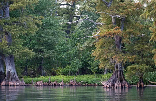 Drzewa Cyprysowe Jeziorze Reelfoot Lake State Park Tennessee — Zdjęcie stockowe
