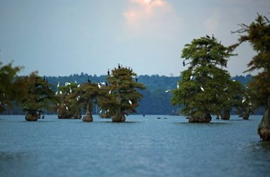 Selvi ağaçlarındaki kuşlar, Tennessee