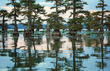 Selvi ağaçları - Reelfoot Gölü Eyalet Parkı, Tennessee