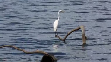 Daldaki Karlı Akbalıkçıl - Reelfoot Gölü Eyalet Parkı, Tennessee