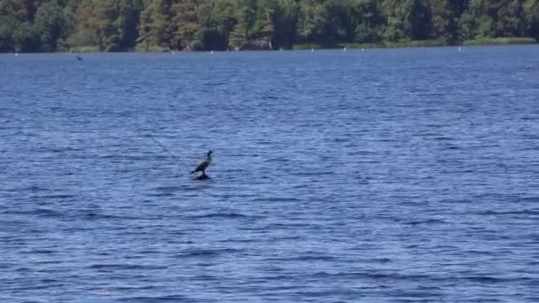 Repos Des Cormorans Parc État Reelfoot Lake Tennessee — Video