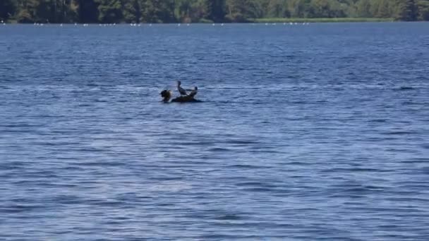 Trois Cormorans Reelfoot Lake State Park Tennessee — Video
