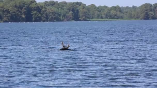 Deux Cormorans Sur Roche Reelfoot Lake State Park Tennessee — Video