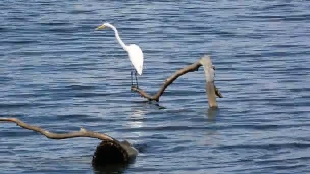 Snowy Egret Park Stanowy Reelfoot Lake Tennessee — Wideo stockowe