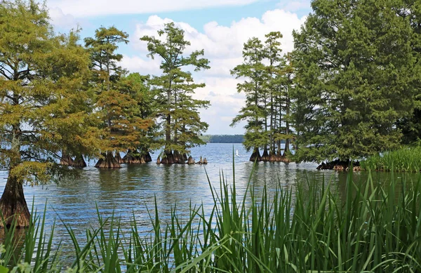 Idylická Krajina Jezeře Reelfoot Reelfoot Lake State Park Tennessee — Stock fotografie