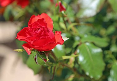 Kırmızı Gül tomurcuğu - Kaliforniya