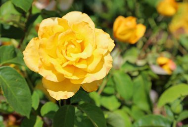 Sarı Gül Çiçeği, Kaliforniya