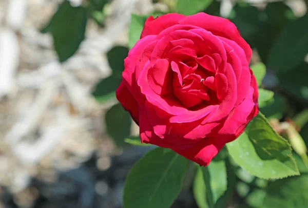 Red Rose Garden California — Stock Photo, Image