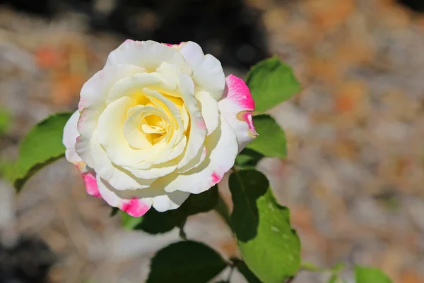 Rosa Branca Flor Califórnia — Fotografia de Stock