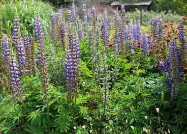 Lupine çiçekleri - Mendocino Sahil Botanik Bahçeleri, Kaliforniya