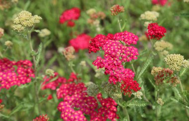 Red achillea - Mendocino Sahil Botanik Bahçeleri, Kaliforniya
