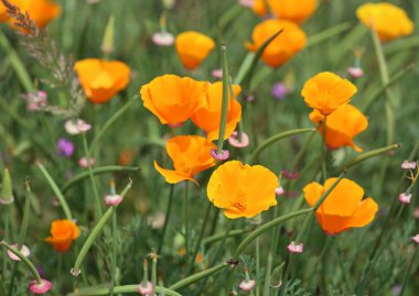 Sarı Kaliforniya gelinciği - Mendocino Sahil Botanik Bahçeleri, Kaliforniya