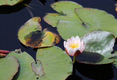 Su zambağı yakın - Mendocino Sahil Botanik Bahçeleri, Kaliforniya