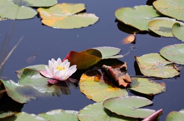 Water Lily - Mendocino Sahil Botanik Bahçeleri, Kaliforniya