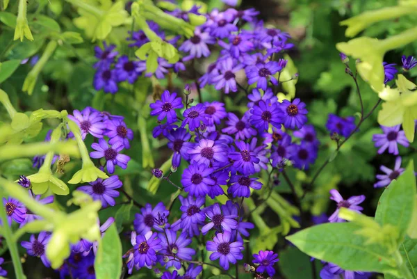 Fleurs Aster Bleu Mendocino Coast Botanical Gardens Californie — Photo