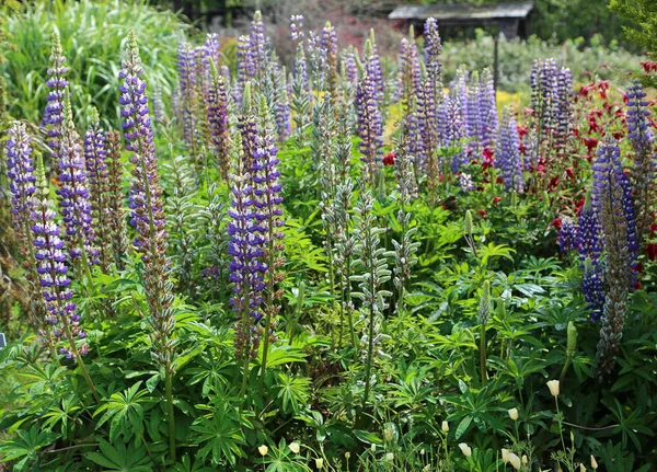 Lupine Bloemen Mendocino Coast Botanical Gardens Californië — Stockfoto