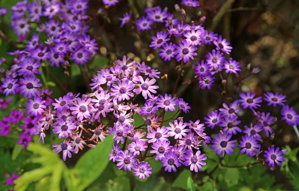 Fioletowe Aster Kwiaty Mendocino Coast Botanical Gardens Kalifornia — Zdjęcie stockowe