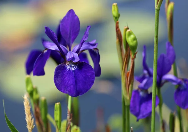 Mavi Iris Mendocino Sahil Botanik Bahçeleri Kaliforniya — Stok fotoğraf