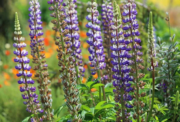 Blauwe Lupine Mendocino Coast Botanical Gardens Californië — Stockfoto