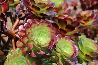 Aeonium - Mendocino Sahil Botanik Bahçeleri, Kaliforniya
