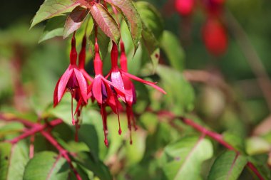 Kırmızı Fuchsia - Mendocino Sahil Botanik Bahçeleri, Kaliforniya