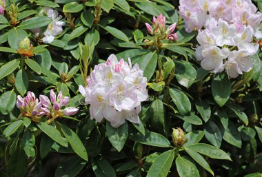 Beyaz pembe Rhododendron - Mendocino Sahil Botanik Bahçeleri, Kaliforniya
