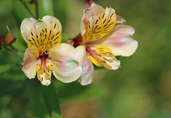 Alstromeria Mendocino Coast Botanical Garden California — Stock Photo, Image