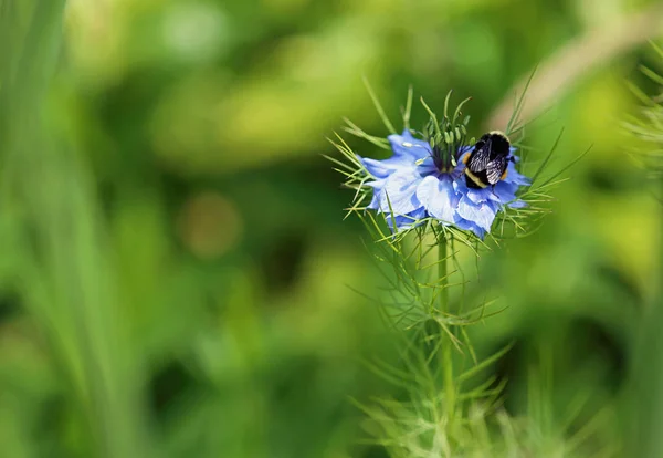 Bumblebee Flor Azul Amor Uma Névoa Mendocino Coast Botanical Garden — Fotografia de Stock